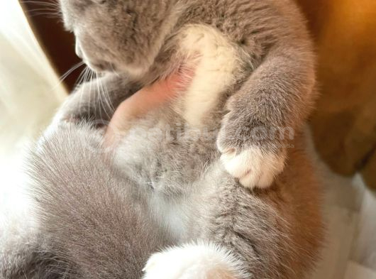 Safkan British Shorthair Lilac Bicolor Dişi Yavru görsel