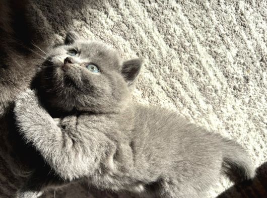 Mükemmel Güzellikte British Shorthair Yavrumuz