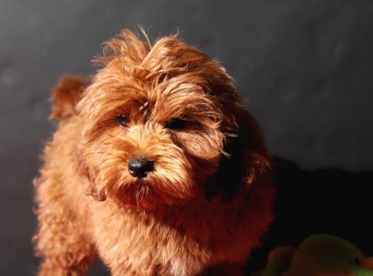 14 Şubat Doğumlu Malti̇poo Oğlumuz görsel
