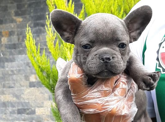 French Bulldog Yavruları Sizleri Bekliyor görsel