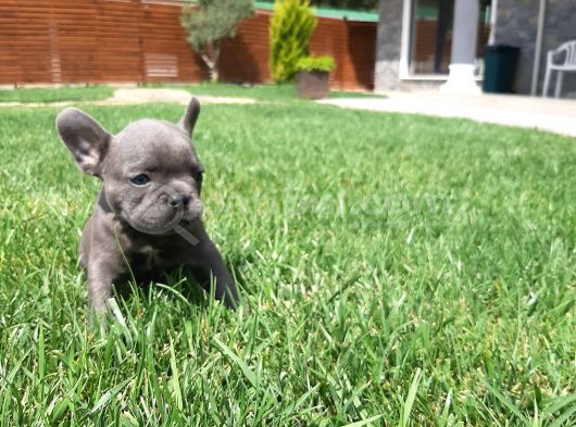 French Bulldog Yavruları Sizleri Bekliyor görsel