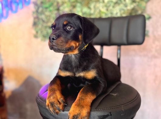 Ruhsatlı Çiftlikten Rottweiler Yavru görsel