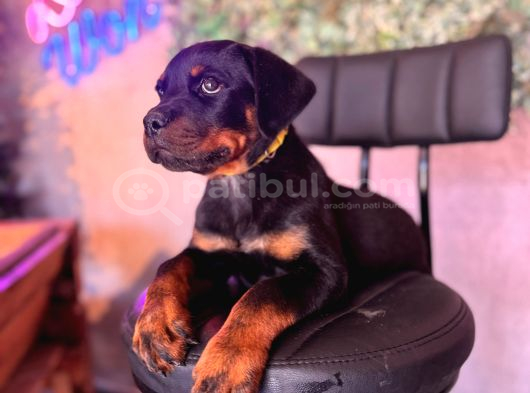 Ruhsatlı Çiftlikten Rottweiler Yavru görsel