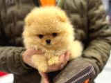 Pomerri̇an Boo Sevi̇mli̇ Yavrular