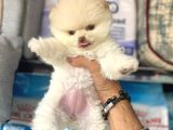 Pomerri̇an Boo Sevi̇mli̇ Yavrular