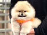 Pomerri̇an Boo Sevi̇mli̇ Yavrular