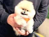 Pomerri̇an Boo Sevi̇mli̇ Yavrular