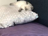 Yavru British Bluepoint Shorthair