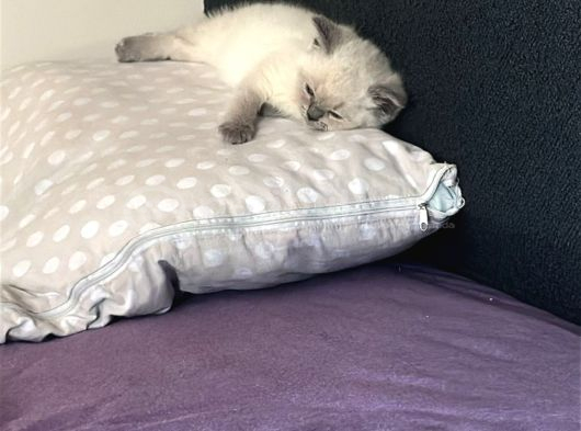 Yavru British Bluepoint Shorthair görsel