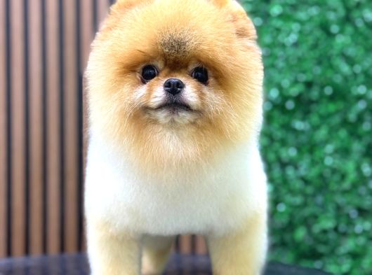 Şampi̇yon Babadan Şampi̇yon Pomeranian Yavrular görsel