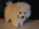 Pomerian Bo Yavrumuz