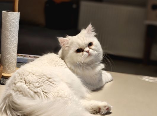 Bursa Chinchilla Ücretsiz görsel