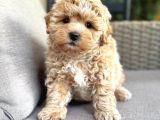 Malti̇poo Ci̇nsi̇ Yavrular Ev Üreti̇mi̇