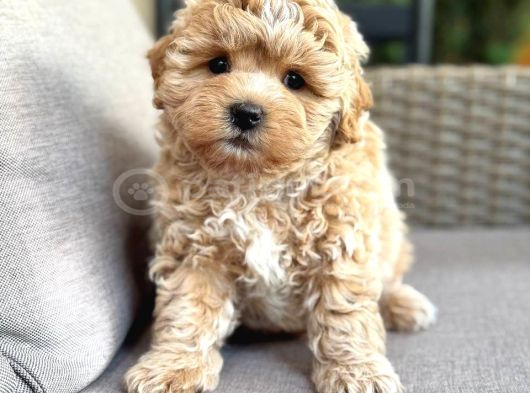 Malti̇poo Ci̇nsi̇ Yavrular Ev Üreti̇mi̇