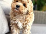 Malti̇poo Ci̇nsi̇ Yavrular Ev Üreti̇mi̇