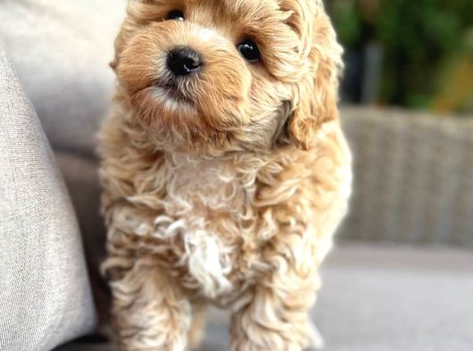 Malti̇poo Ci̇nsi̇ Yavrular Ev Üreti̇mi̇ görsel