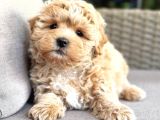 Malti̇poo Ci̇nsi̇ Yavrular Ev Üreti̇mi̇