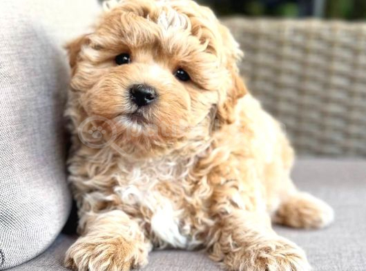 Malti̇poo Ci̇nsi̇ Yavrular Ev Üreti̇mi̇ görsel