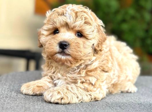 Malti̇poo Ci̇nsi̇ Yavrular Ev Üreti̇mi̇ görsel