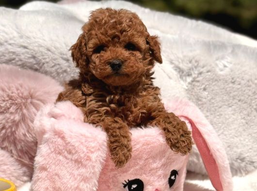Toy Poodle Sevi̇mli̇ Yavrular Ev Üreti̇mi̇