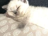 Yavru British Bluepoint Shorthair