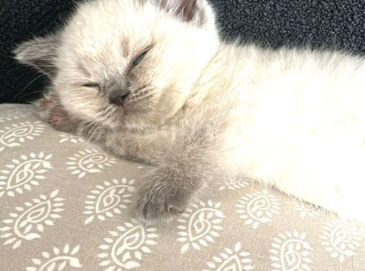 Yavru British Bluepoint Shorthair görsel