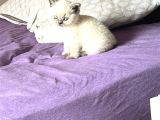 Yavru British Bluepoint Shorthair