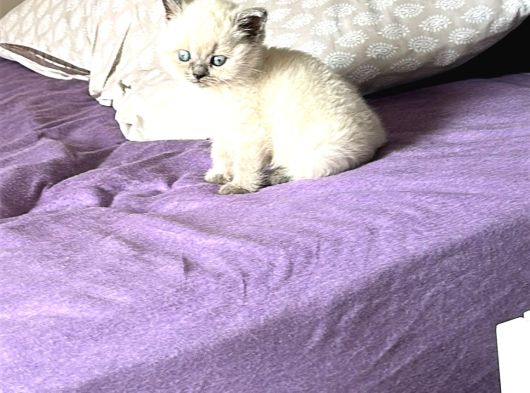 Yavru British Bluepoint Shorthair görsel