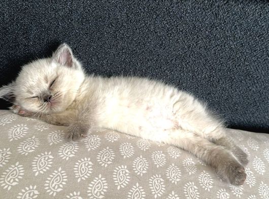 YAVRU BRITISH BLUEPOINT SHORTHAIR