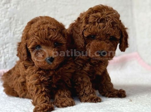 Toy Poodle Kore Kan Kg Garantili Yavrumuz