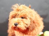 14 Şubat Doğumlu Malti̇poo Oğlumuz