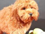 14 Şubat Doğumlu Malti̇poo Oğlumuz
