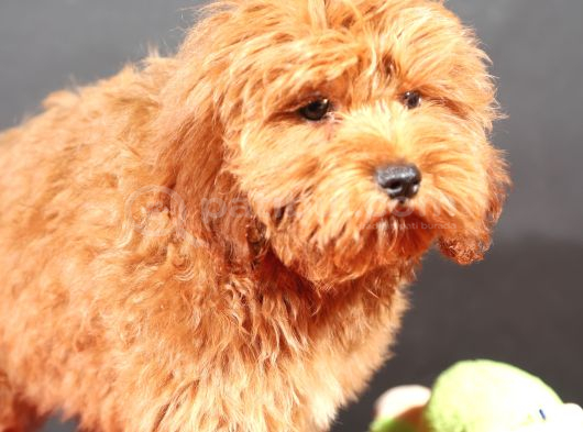 14 Şubat Doğumlu Malti̇poo Oğlumuz görsel
