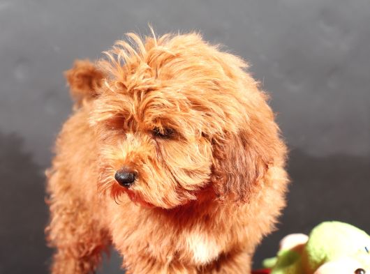 14 Şubat Doğumlu Malti̇poo Oğlumuz görsel