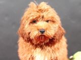 14 Şubat Doğumlu Malti̇poo Oğlumuz