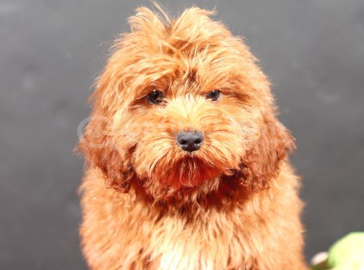 14 Şubat Doğumlu Malti̇poo Oğlumuz görsel