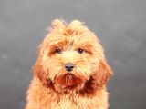 14 Şubat Doğumlu Malti̇poo Oğlumuz