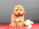 14 Şubat Doğumlu Malti̇poo Oğlumuz