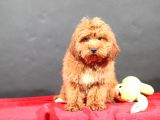 14 Şubat Doğumlu Malti̇poo Oğlumuz