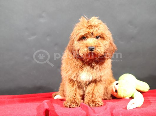 14 Şubat Doğumlu Malti̇poo Oğlumuz görsel