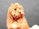 14 Şubat Doğumlu Malti̇poo Oğlumuz