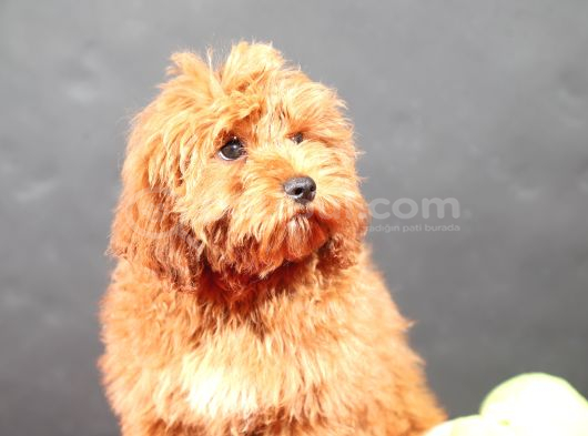 14 Şubat Doğumlu Malti̇poo Oğlumuz görsel