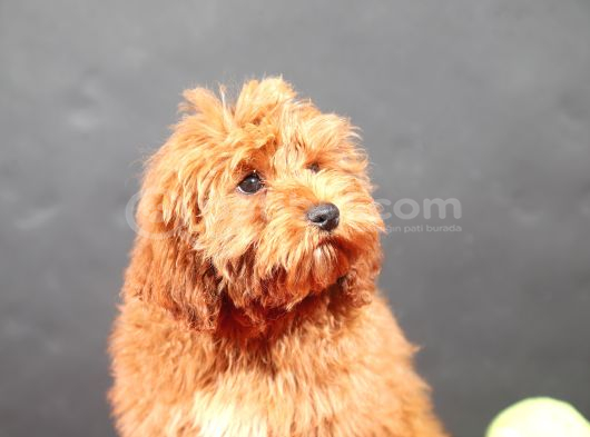 14 Şubat Doğumlu Malti̇poo Oğlumuz