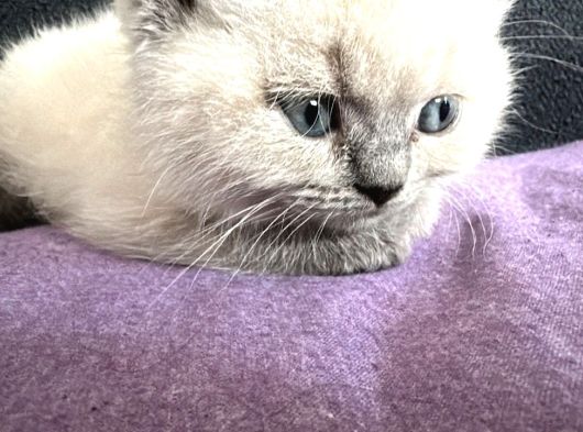 Yavru British Bluepoint Shorthair görsel