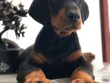 A Kali̇te Scrli̇ Erkek Doberman Yavru