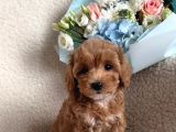 Mini Boy Maltipoo Yavrularımız