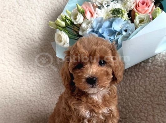 Mini Boy Maltipoo Yavrularımız görsel