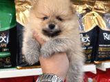 Şampi̇yon Babadan Şampi̇yon Pomeranian Yavrular
