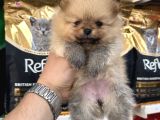 Şampi̇yon Babadan Şampi̇yon Pomeranian Yavrular