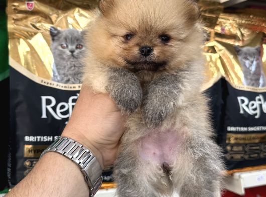 Şampi̇yon Babadan Şampi̇yon Pomeranian Yavrular görsel